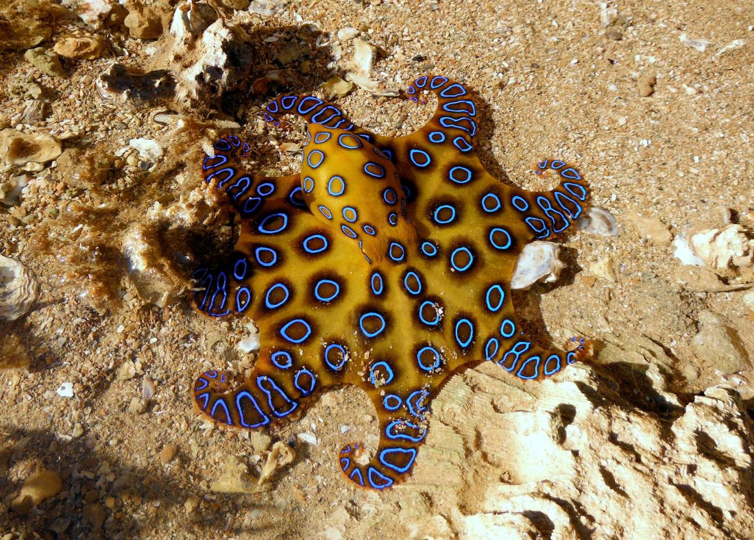 When in North Western Australia, always look down when you walk. If the blue ringed octopus doesn't get you the stone fish or the cone fish will!