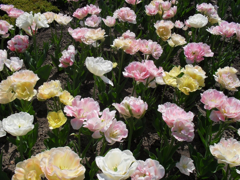 Tulips in Versailles