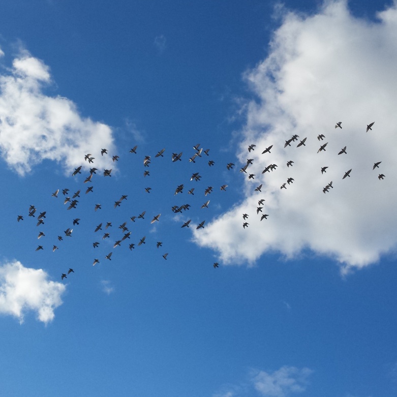 These birds wheeled overhead the other day 